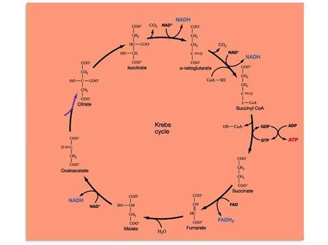 Krebs Cycle! An In-Depth Look at This Surprisingly Engaging Party Game